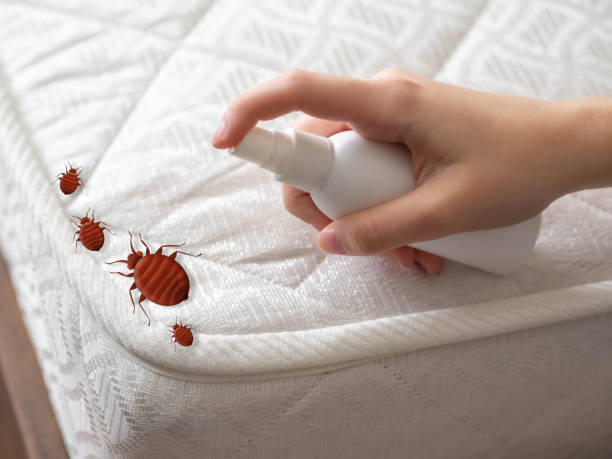 Best Local Pest Control Services  in Mountain Top, PA
